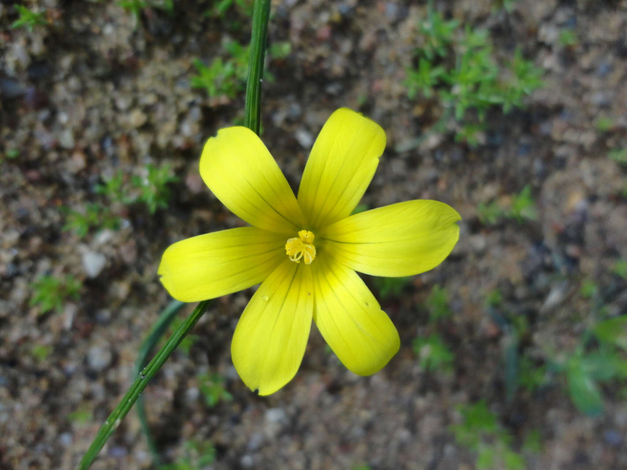 Image of Romulea elliptica M. P. de Vos