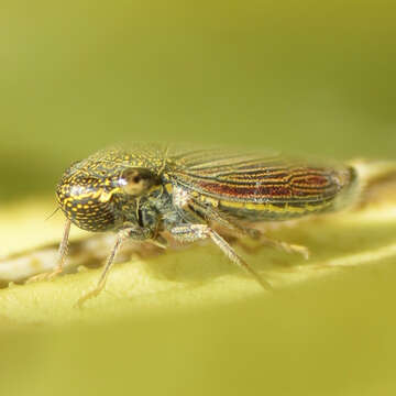 Image of Yucca sharpshooter