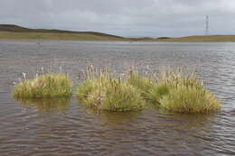 Sivun Calamagrostis chrysantha (J. Presl) Steud. kuva