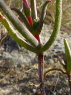 Image of Lampranthus spiniformis (Haw.) N. E. Br.