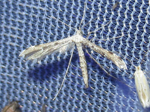 Image of Ragweed Plume Moth