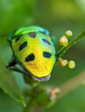 Image of Chrysocoris purpureus