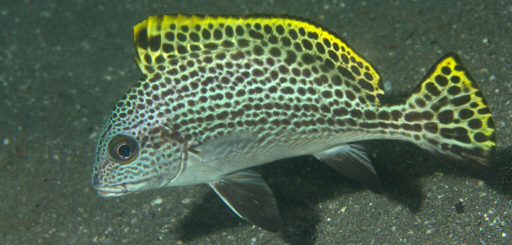 Image of Black-foot sweetlips