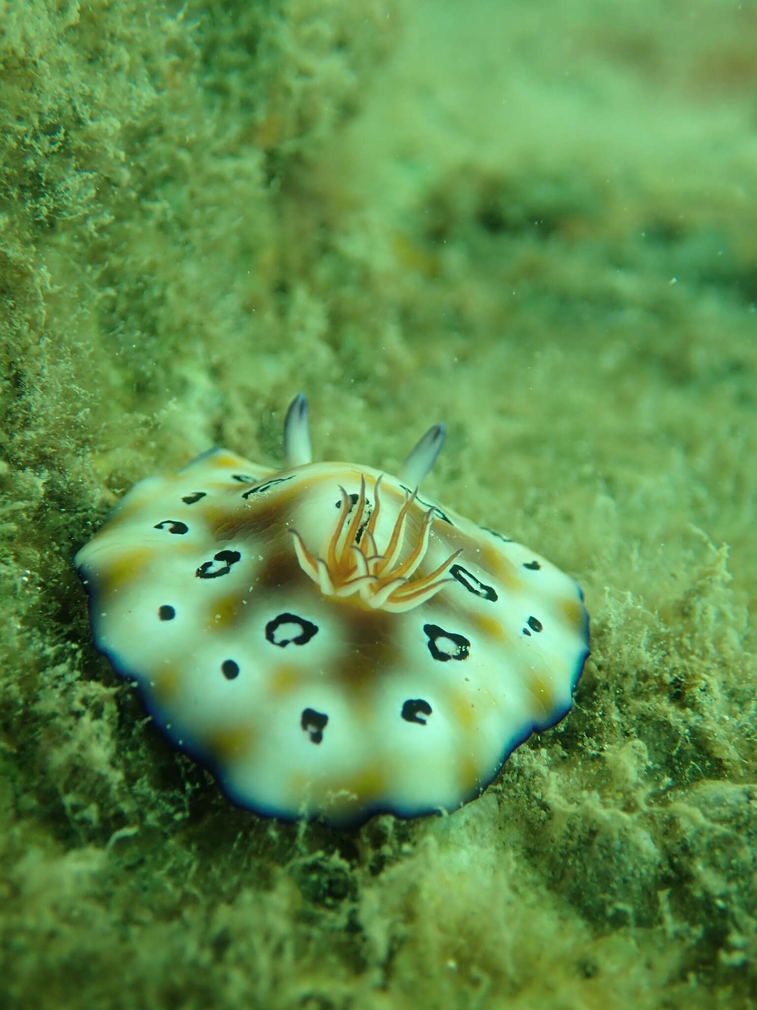 Image of Goniobranchus leopardus (Rudman 1987)