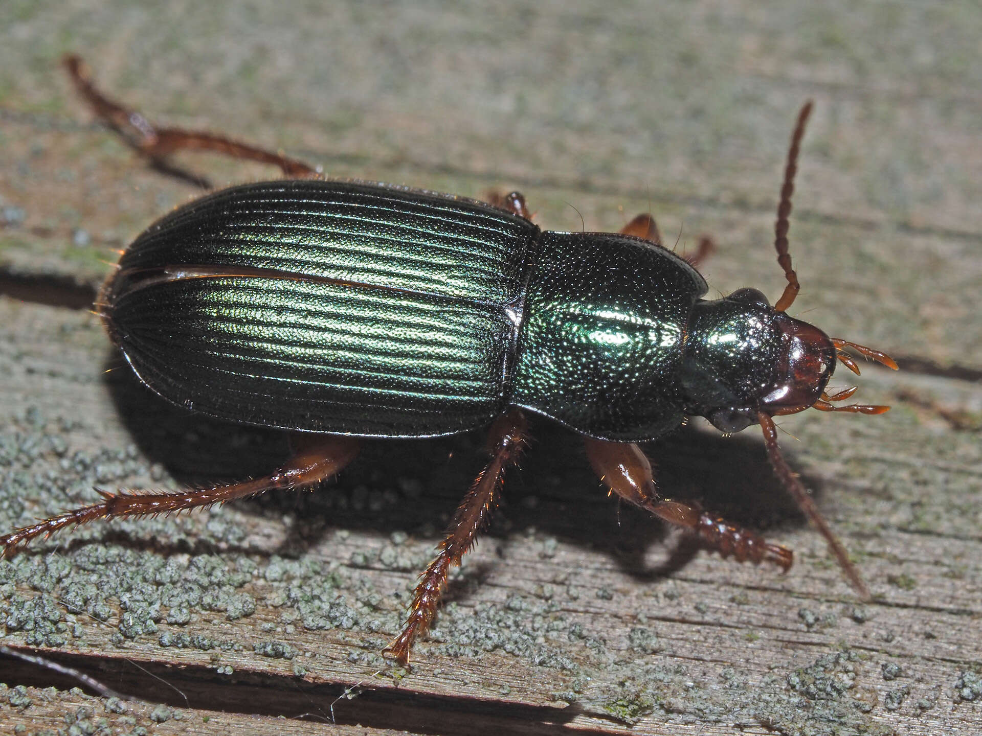 Image of Ophonus (Ophonus) laticollis Mannerheim 1825