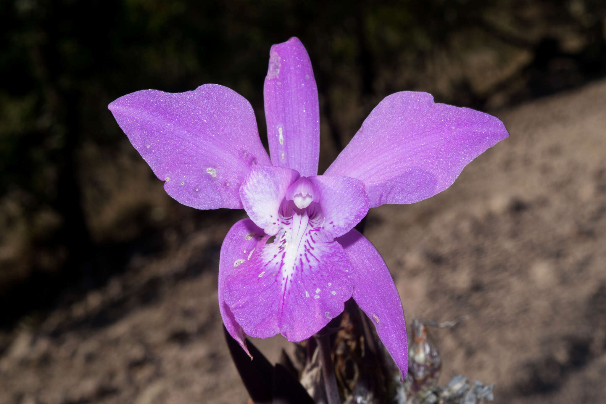 Слика од Laelia speciosa (Kunth) Schltr.