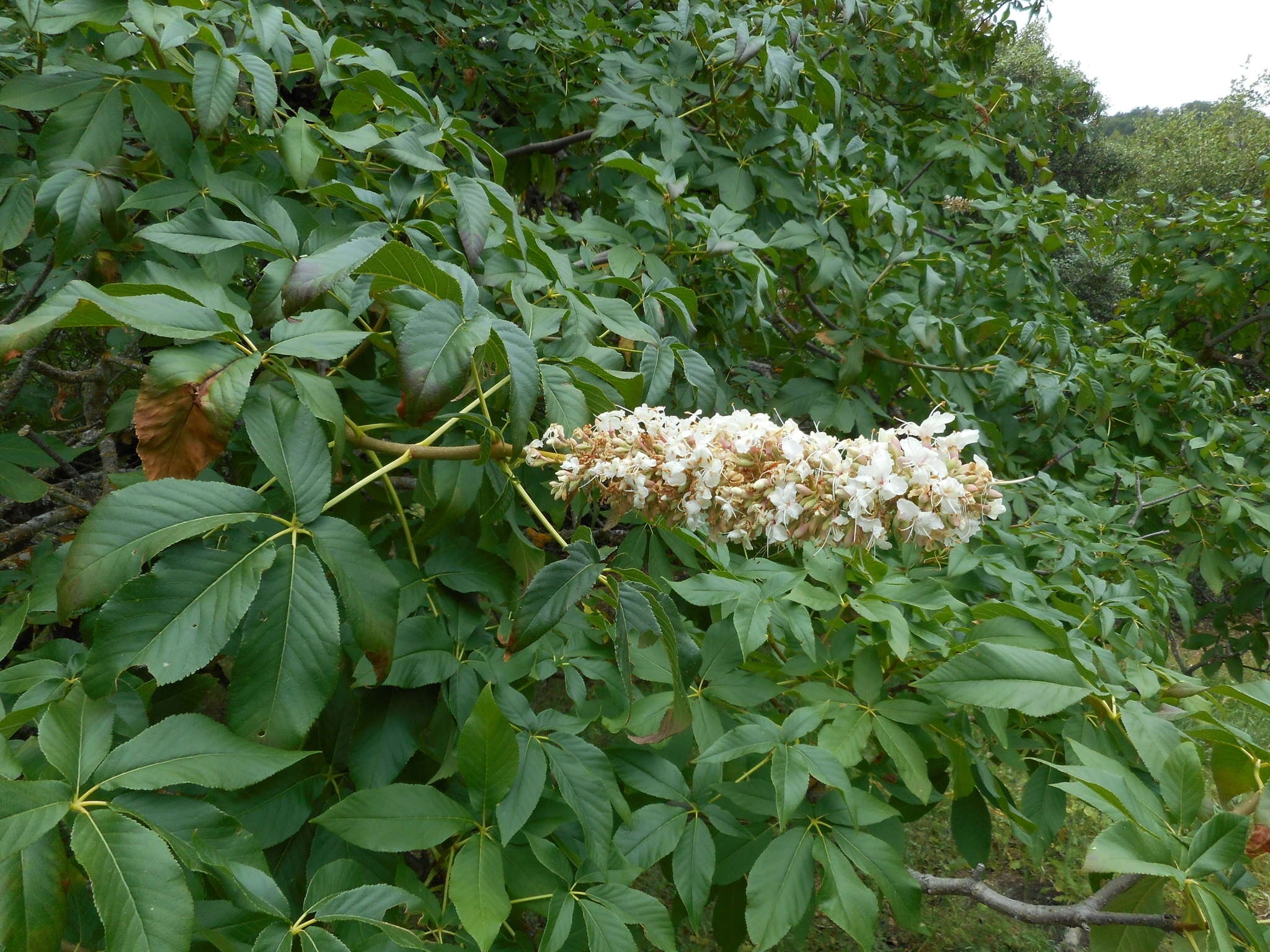 Imagem de Aesculus californica (Spach) Nutt.