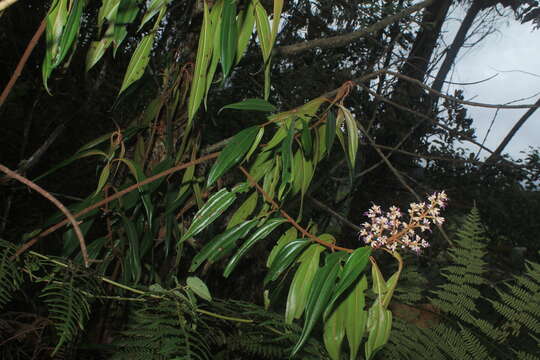 Image de Miconia ulmarioides Naud.