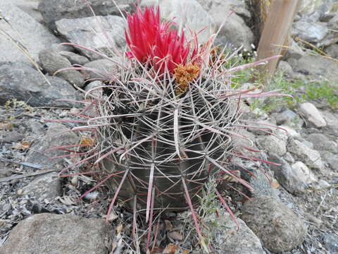 Image of Ferocactus gracilis subsp. gatesii (G. E. Linds.) N. P. Taylor