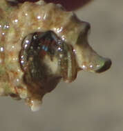 Sivun Clibanarius antillensis Stimpson 1859 kuva