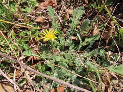 Image of Arctotis arctotoides (L. fil.) O. Hoffm.