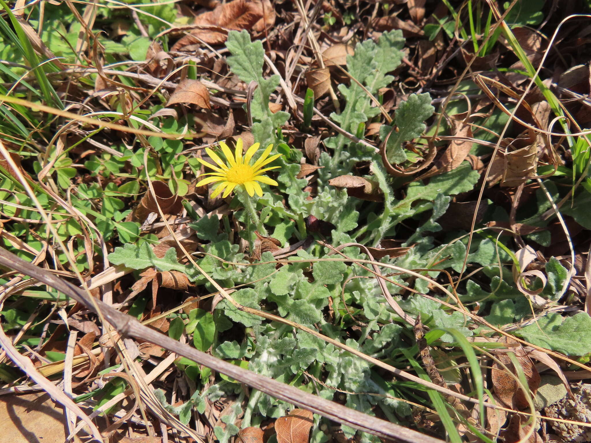 Image of Arctotis arctotoides (L. fil.) O. Hoffm.