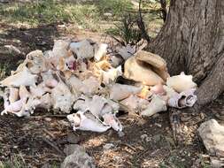 Image of Pink Conch