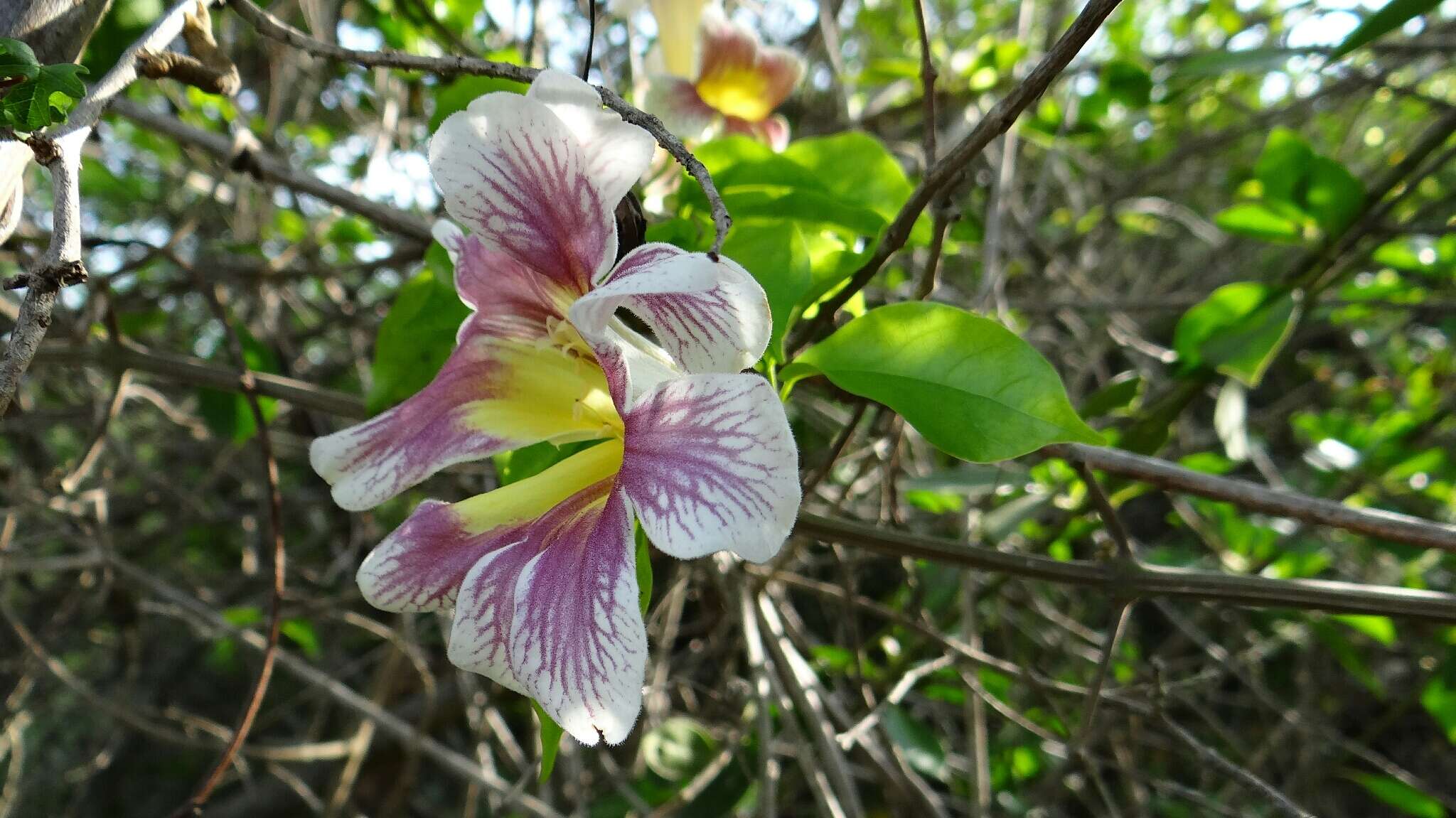 Image de Bignonia potosina (K. Schum. & Loes.) L. G. Lohmann