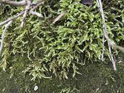 Image of hypnum moss