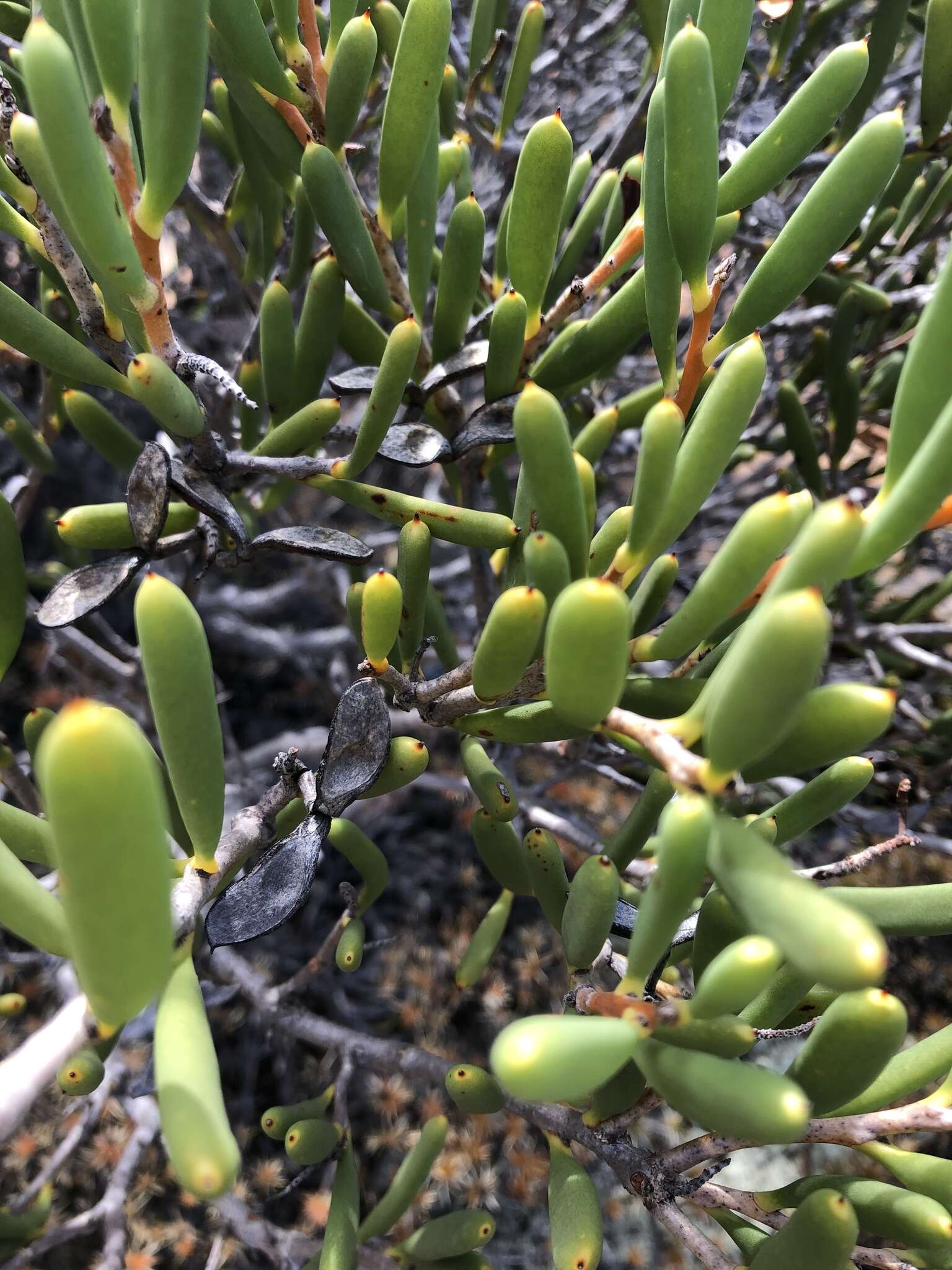 Image of Hakea clavata Labill.