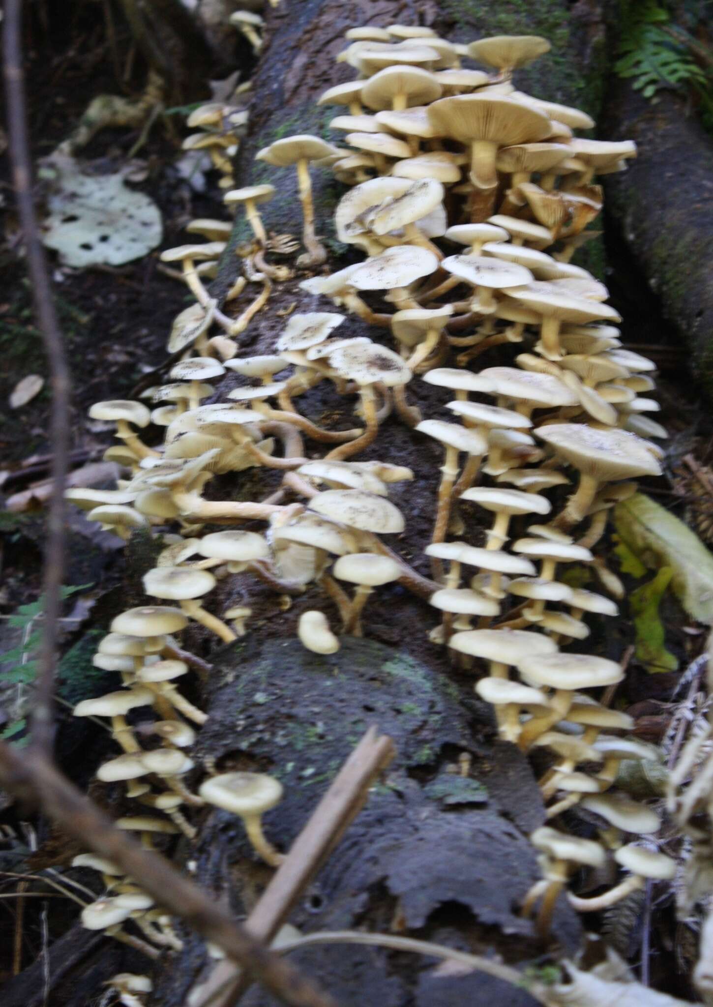 Image of Armillaria limonea (G. Stev.) Boesew. 1977