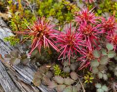 Image of Acaena microphylla Hook. fil.