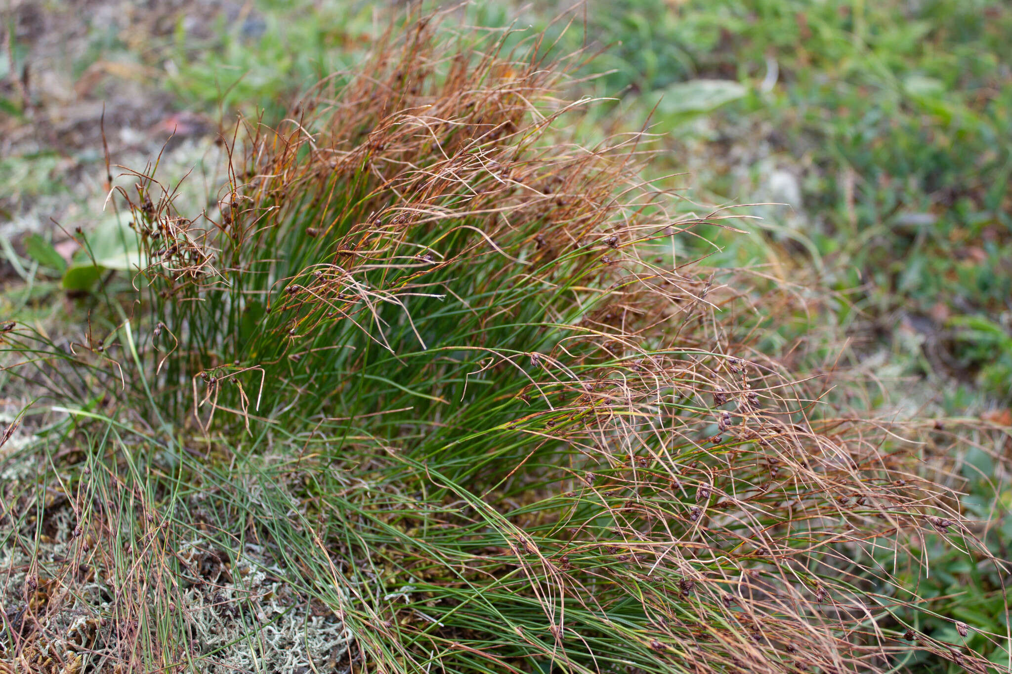 Image de Juncus trifidus L.