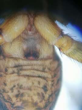 Image of Lace webbed spider