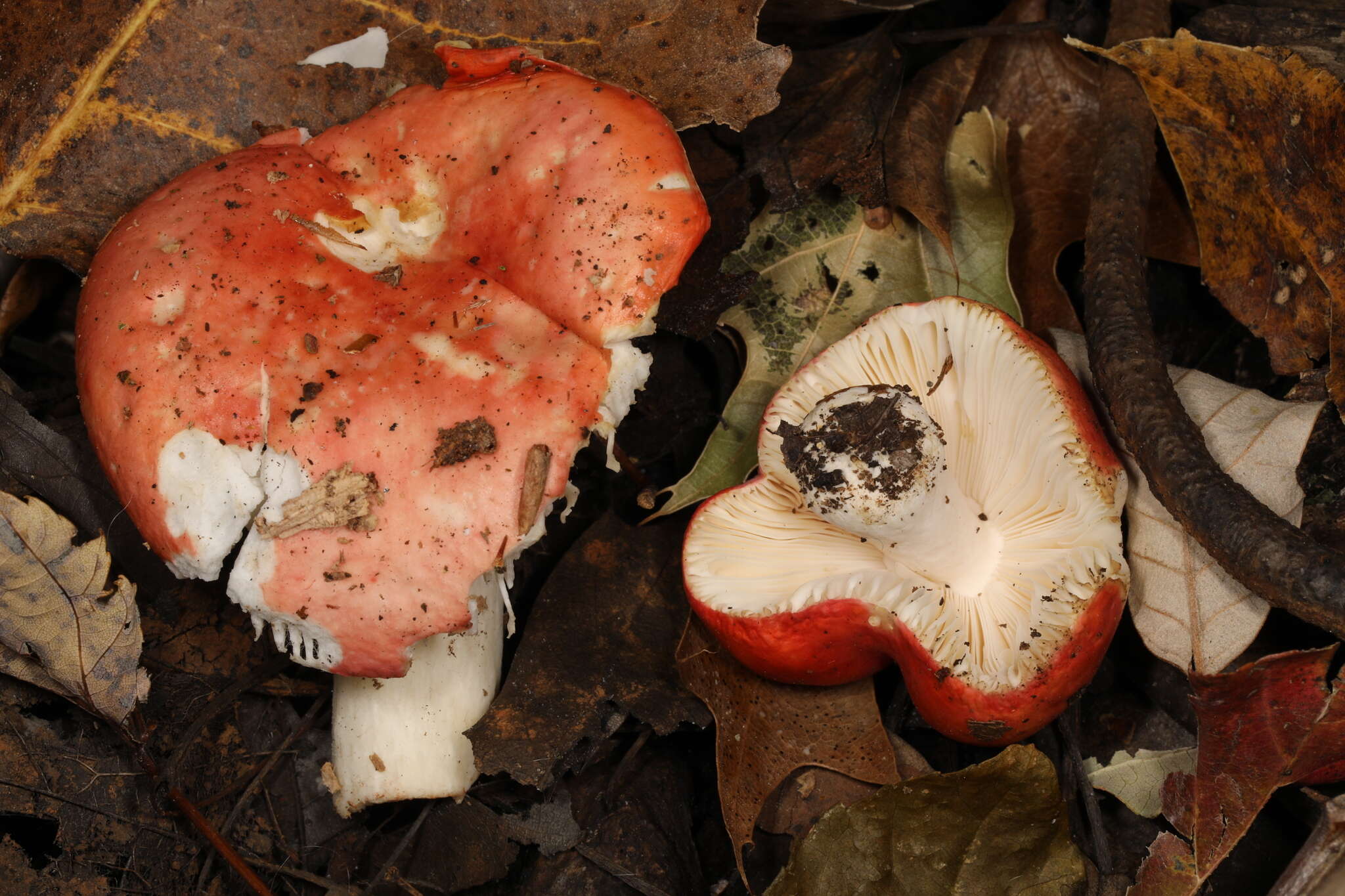 Sivun Russula silvestris (Singer) Reumaux 1996 kuva