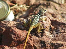 Image de Crotaphytus dickersonae Schmidt 1922