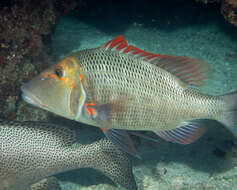 Sivun Lethrinus miniatus (Forster 1801) kuva