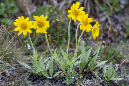 Image of narrowleaf arnica