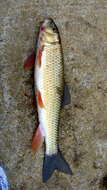 Image of Golden Redhorse