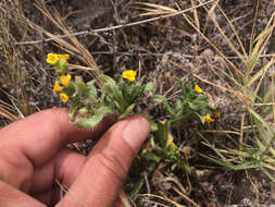 Image of Woolly-Breeches