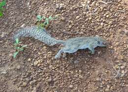 Image of Gambian Sun Squirrel