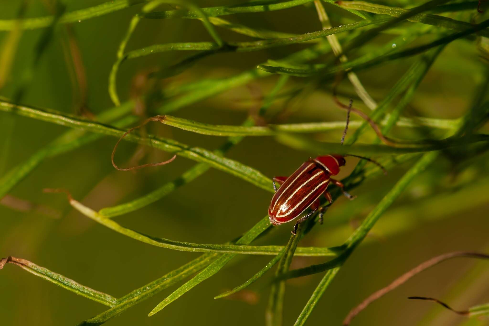 Image of Disonycha conjugata (Fabricius 1801)