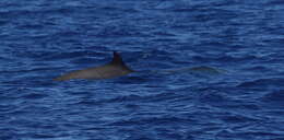 Image of Gervais' Beaked Whale