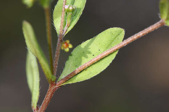 Image de Trigonotis peduncularis (Trevisan) Benth. ex Baker & S. Moore