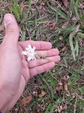 Image of Picrosia longifolia D. Don