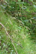 Imagem de Silene nutans subsp. insubrica (Gaudin) Soldano