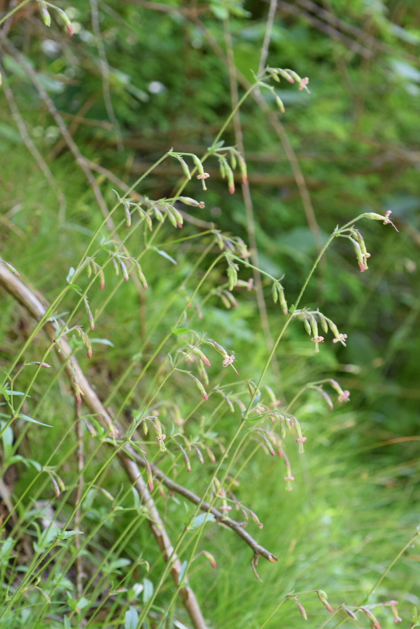 Silene nutans subsp. insubrica (Gaudin) Soldano的圖片