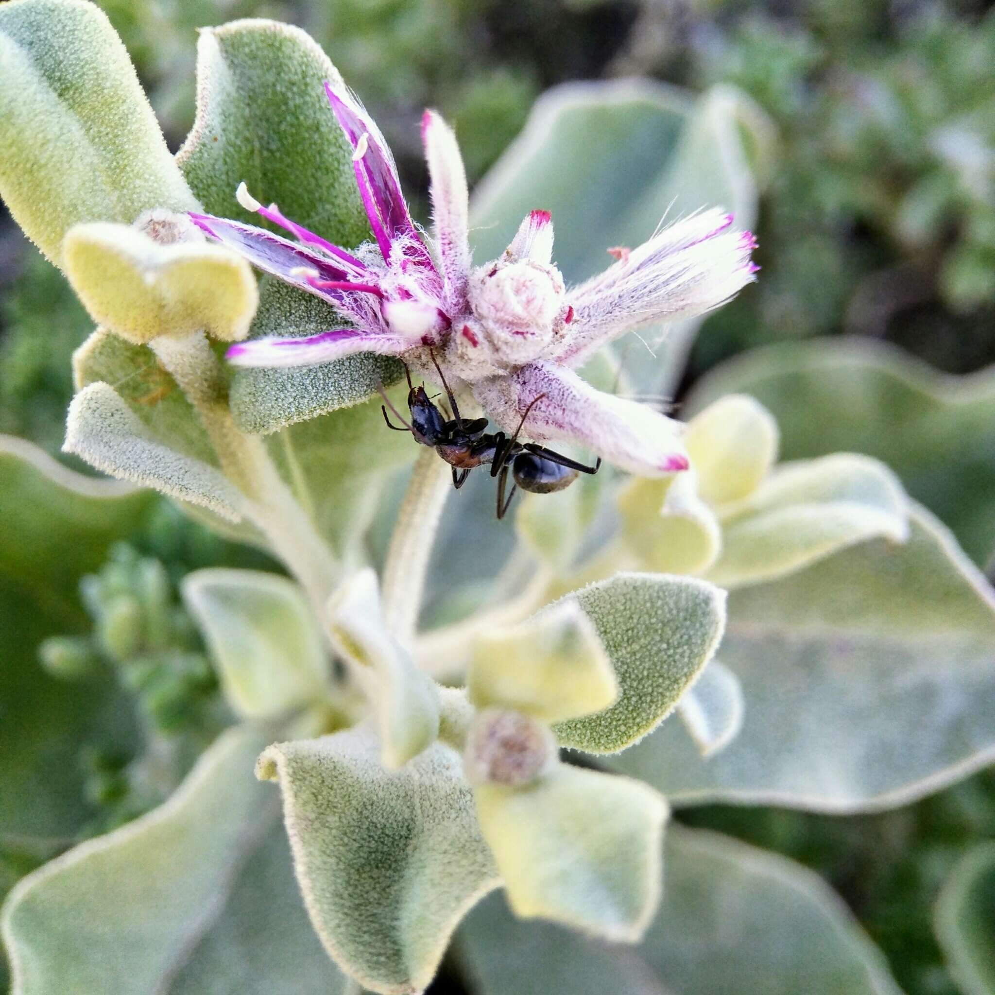 Ptilotus sessilifolius (Lindley) G. Benl的圖片