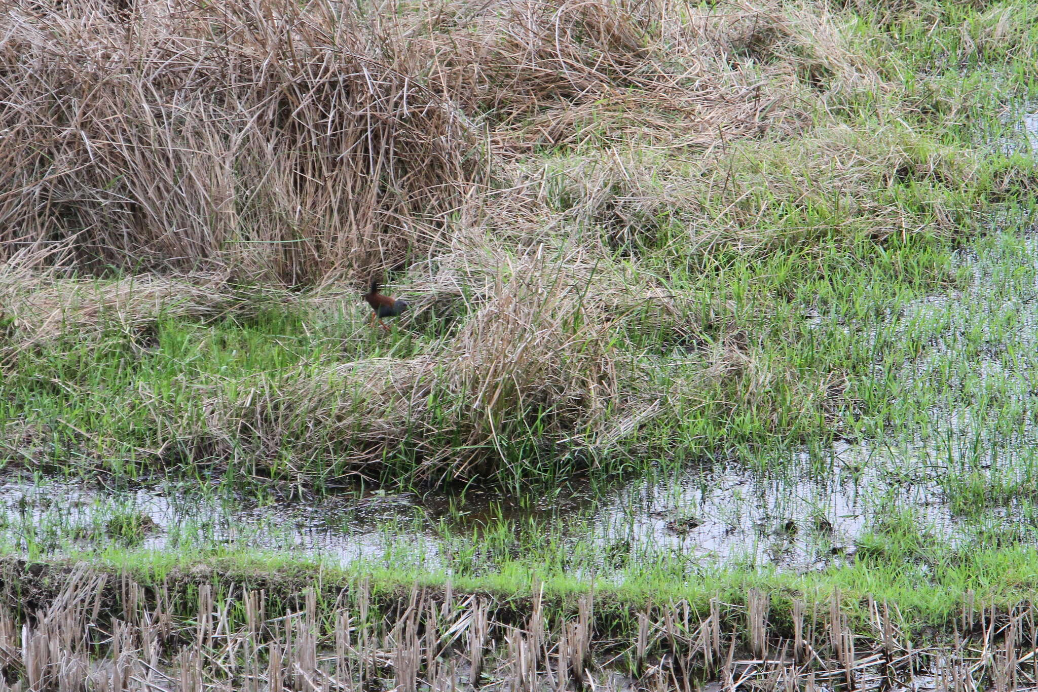 Image of Black-tailed Crake