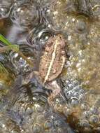 Rhinella inca (Stejneger 1913) resmi