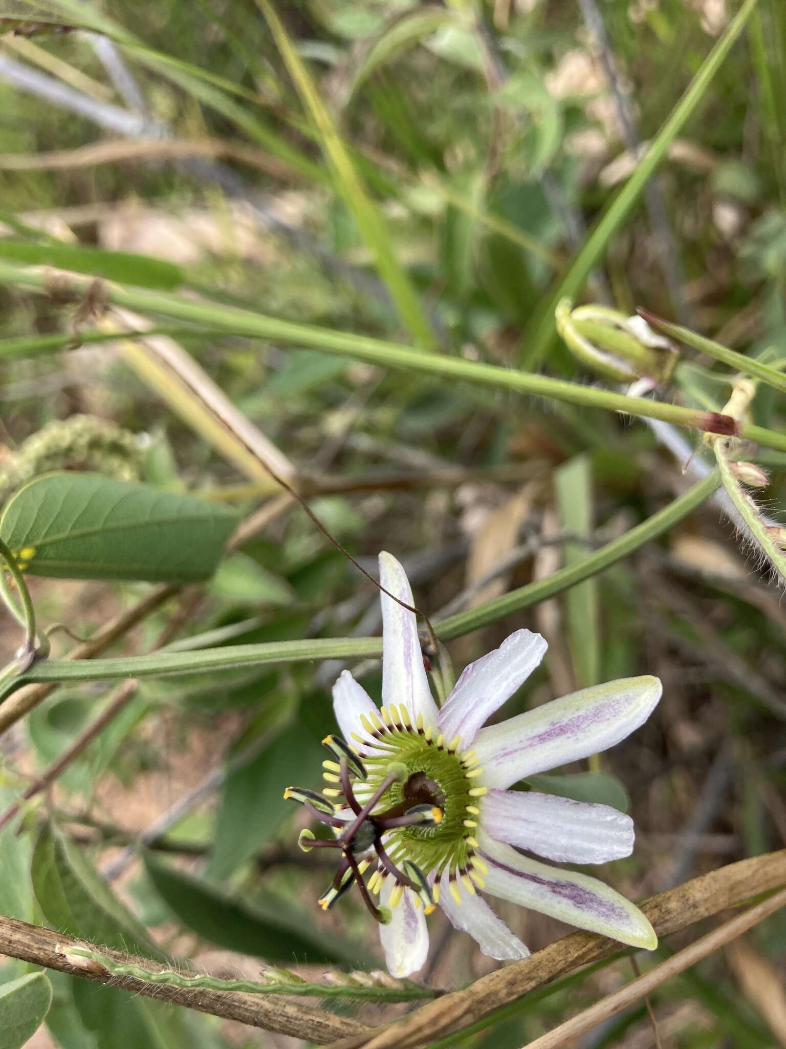 Image of Passiflora cuneata Willd.