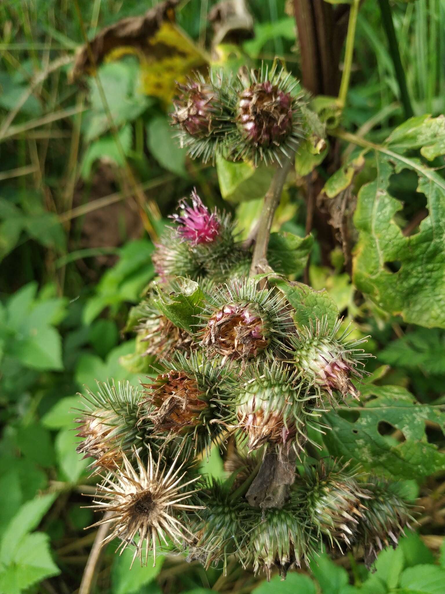 Image of Arctium ambiguum (Celak.) Nym.