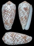 Image de Conus stercusmuscarum Linnaeus 1758