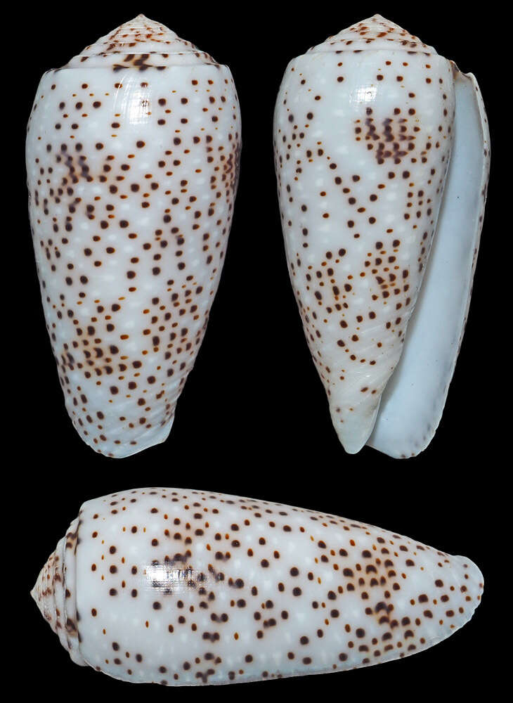 Image de Conus stercusmuscarum Linnaeus 1758