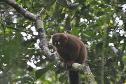 Image of Red-bellied Lemur