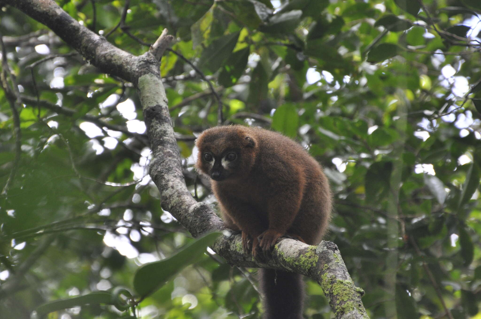 Image of Red-bellied Lemur