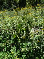 Image de Silphium terebinthinaceum Jacq.