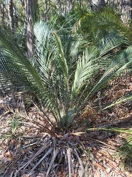 صورة Macrozamia communis L. A. S. Johnson