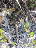 Image of Yellow-throated Plated Lizard