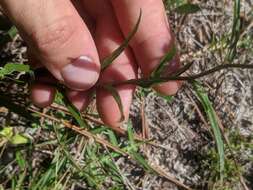 Image of zigzag silkgrass